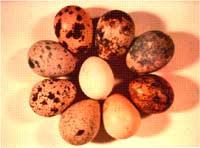 Quill Eggs